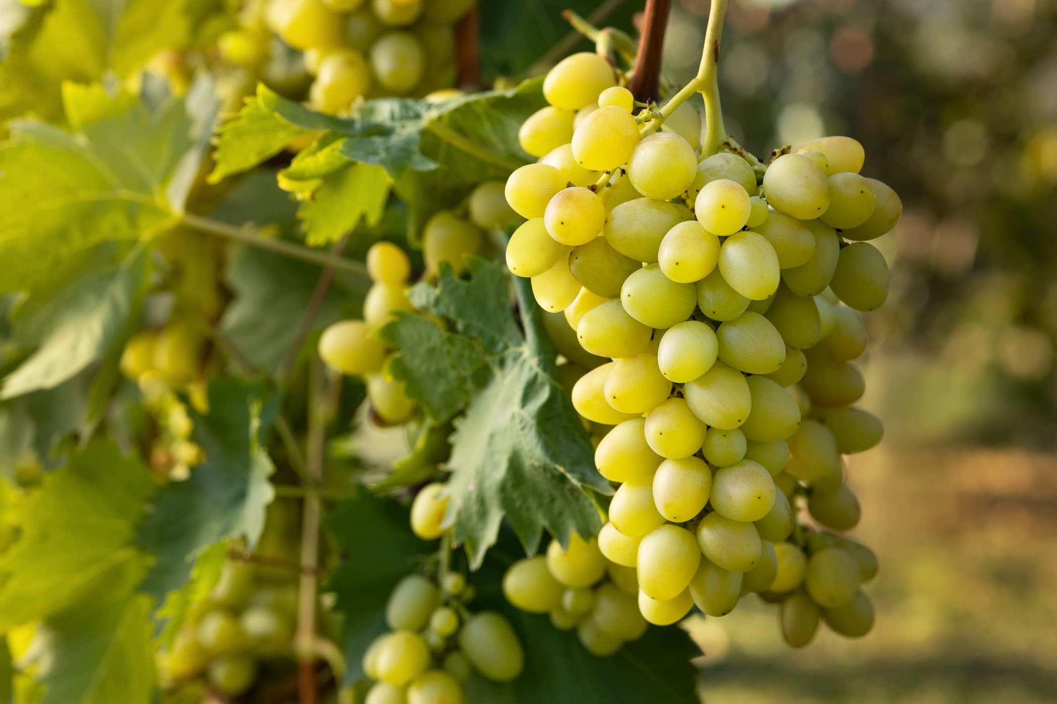 grappe de raisins dans une vigne